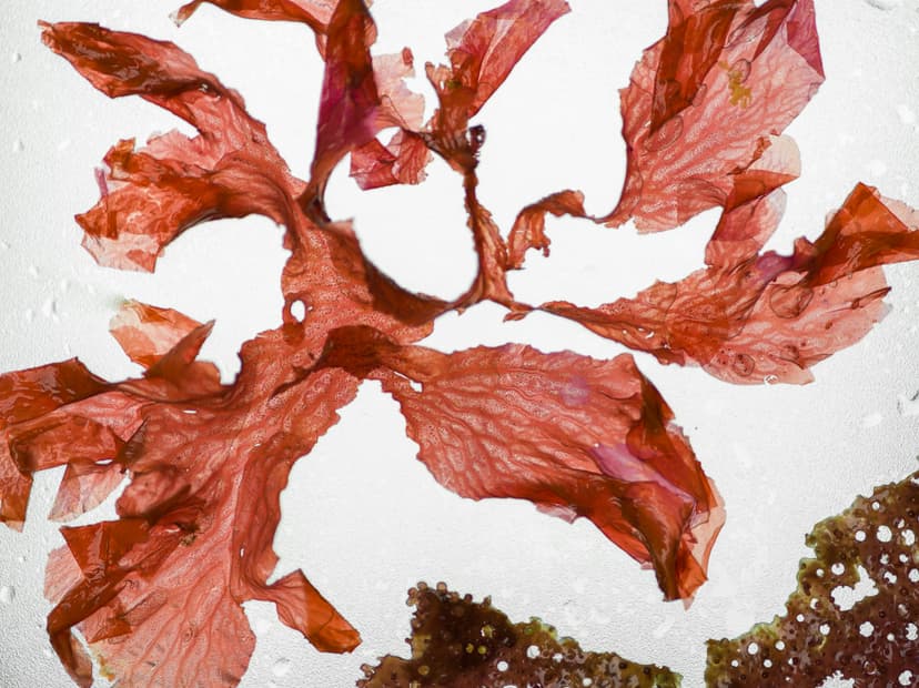 Raw Wildcrafted Sea Moss